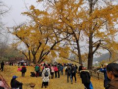 -千年银杏谷文化旅游区