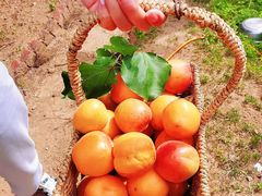 -北宅大永樱桃采摘基地(崂山总部)