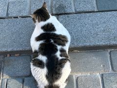 -土耳其与伊斯兰艺术博物馆