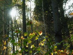 -五营红松林海景区