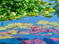 -国家植物园南园