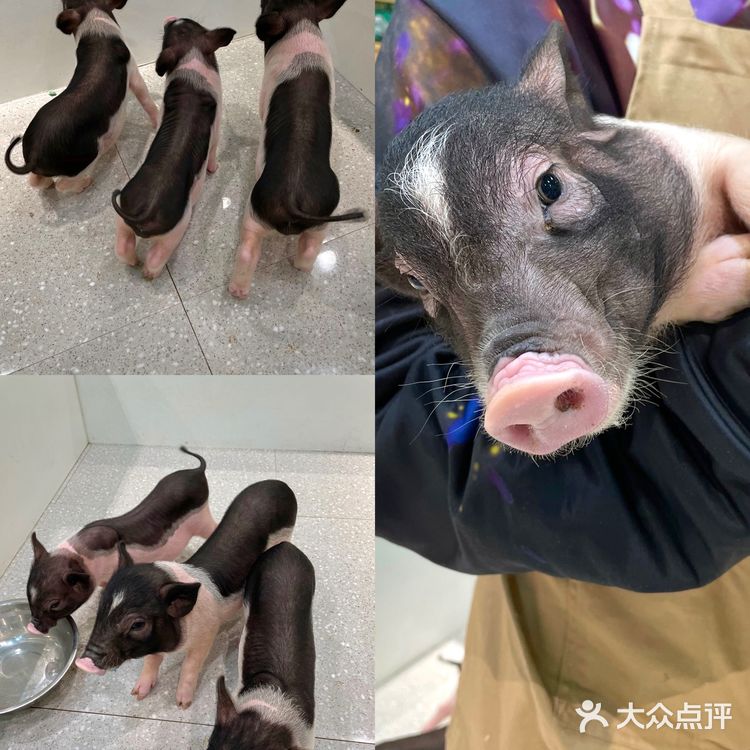 可以撸雪貂的店💘|遇见萌宠2.0