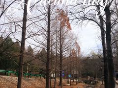 -白水寺森林公园