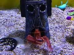 -芜湖新华联大白鲸海洋公园