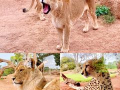 -威勒比开放式动物园