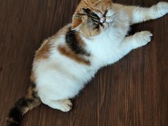 -猫岛主趣味餐厅(鼓浪屿店)