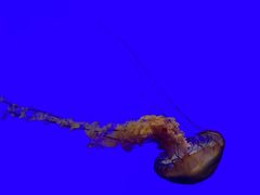 -上海海洋水族馆