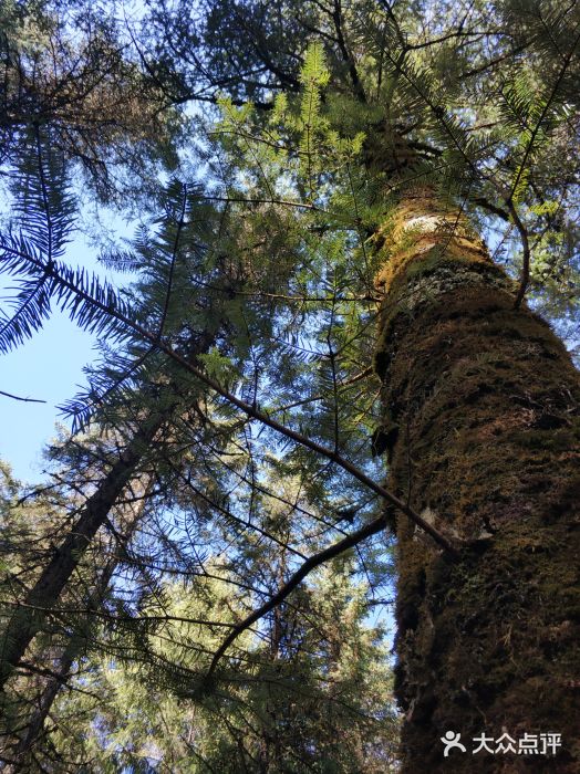 硗碛藏寨·神木垒景区图片