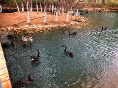 -长白岛森林公园