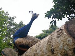 -瑞丽独树成林风景区