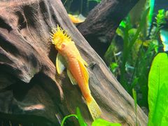 -上海海洋水族馆