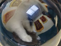 -乖乖宠物医院·猫科·急重症中心(车站北路分院)