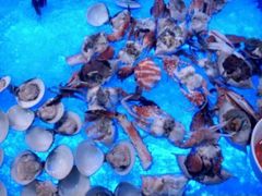 -海皇食府(水都假日酒店店)