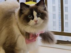 -宠颐生猫科·内科皮肤科(西平世纪城店)