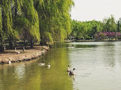 -西安浐灞国家湿地公园