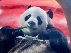-武汉动物园