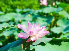 -乌村