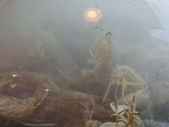 -蟹谢蒸鲜自助餐厅