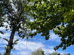 -三里屯东五街银杏大道