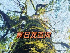 -龙苍沟森林公园