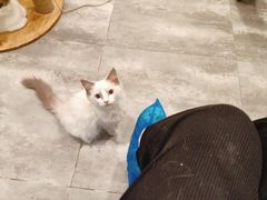 -楼上猫咖(罗湖店)