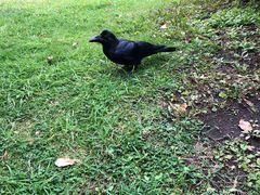 -北海道厅旧本厅舍(旧本庁舎)