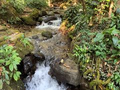 -莫里热带雨林景区