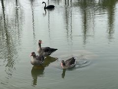 -祥源·阜阳生态乐园