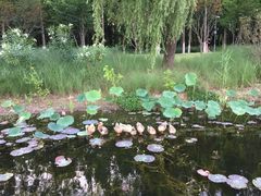 -昆山城市生态森林公园