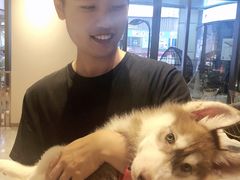-Husky Go! 哈士奇体验馆·宠物咖啡厅狗咖