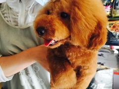 -A猫a狗全科·犬猫异宠·芥西宠物医院(南开总院)