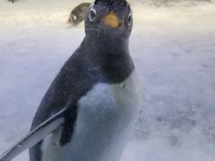 -芜湖新华联大白鲸海洋公园