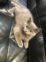 -SIX Hair Consultant