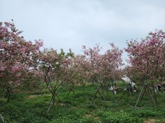 -天适樱花悠乐园