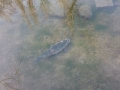 鱼-水磨沟公园