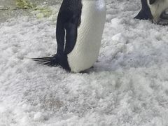 -珠海长隆海洋王国