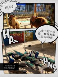 -萌宠亲子动物乐园(槐房万达店)