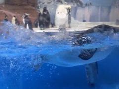-海合安成都极地海洋公园