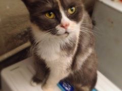 猫色咖啡-猫色咖啡·猫咖