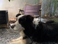 -J Create城市露营咖啡·简餐·宠物(上海动物园店)