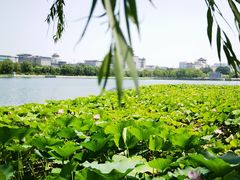 -莲花池公园
