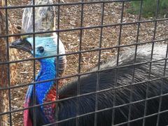 -费瑟代尔野生动物园