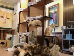 -more than meow吴止猫主题餐厅(承德 中船汇店)