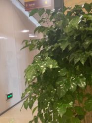 点击看大图 -四川娇点医学美容医院