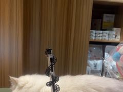 -御宝贝·A梦猫科宠物医院(国际猫友好医院)