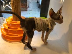-李小姐の猫咖啡馆(五角场店)