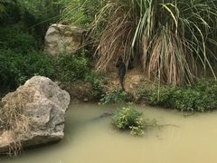 -中国扬子鳄村