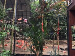 -新加坡飞禽公园