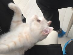 -喵的天空名猫咖啡馆·撸猫·猫舍·用品