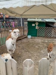 -萌宠亲子动物乐园(槐房万达店)